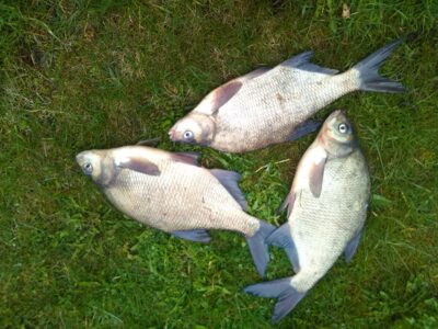 Carp bream ×3