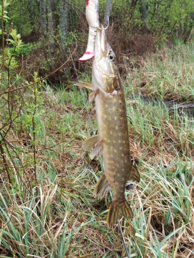 Northern Pike ×2 — Pagryžuvio