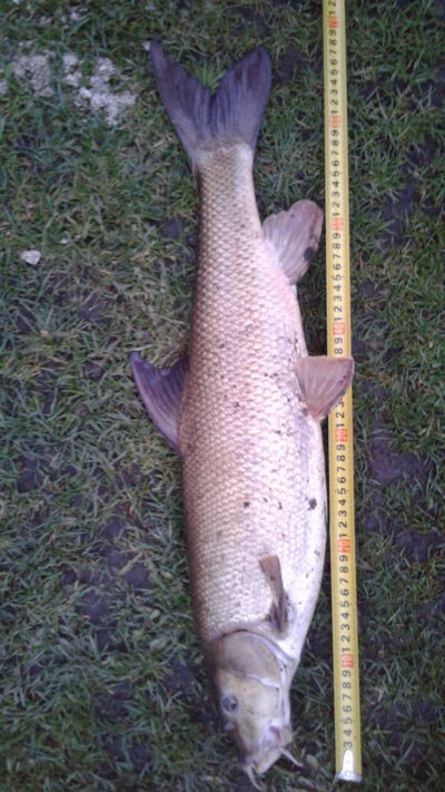 Barbel, 3.0 kg — Шешупе