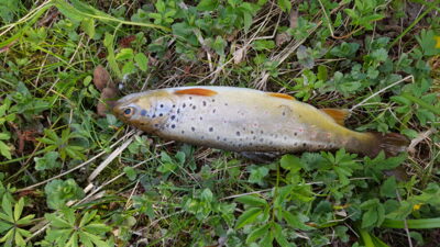 Brown Trout