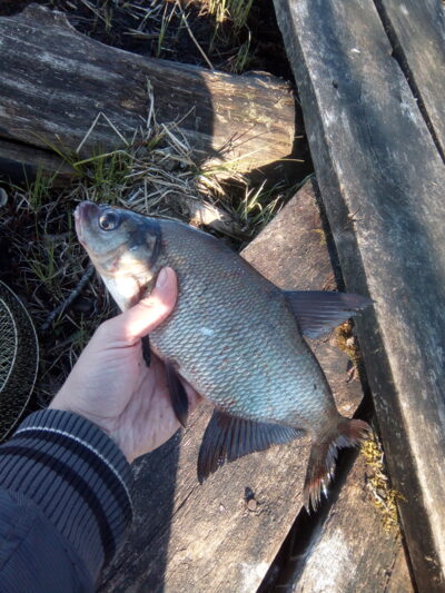Carp bream, 0.4 kg — Paršežeris