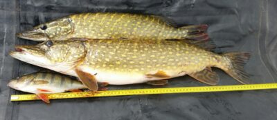 Northern Pike ×2