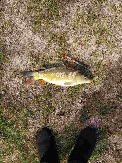 Mirror carp ×4