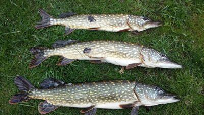 Northern Pike ×3 — Dysnai