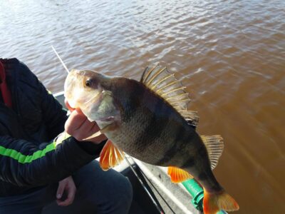 Eurasian perch, 1.0 kg — Girdžių