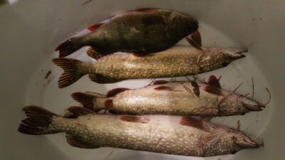Northern Pike ×3 — Lazdininkų