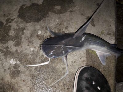 Wels catfish ×6