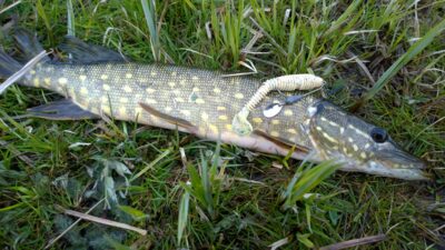 Northern Pike, 0.8 kg