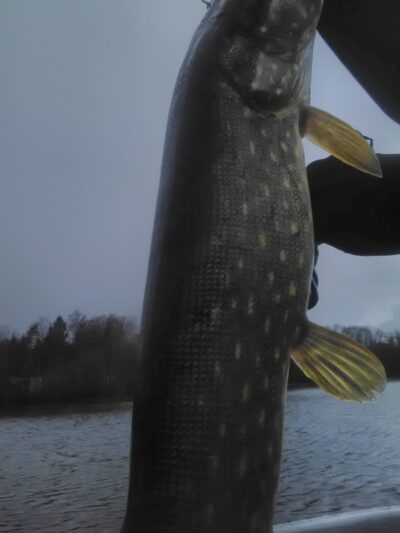 Northern Pike