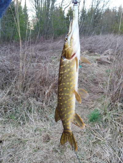 Northern Pike — Pagryžuvio