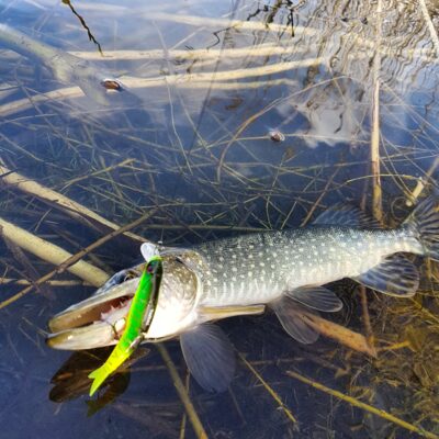 Northern Pike