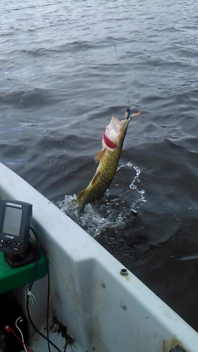 Northern Pike
