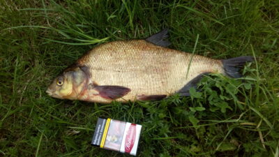 Carp bream, 1.4 kg — Eišiškių HE