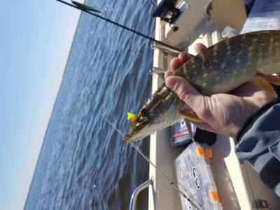 Northern Pike