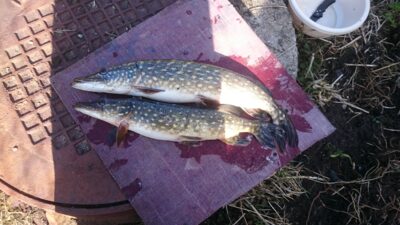 Northern Pike ×2 — Striūpys