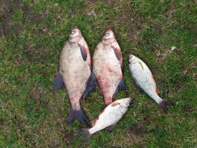 Carp bream — Aukštumala
