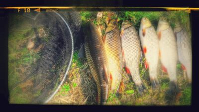 chub ×6