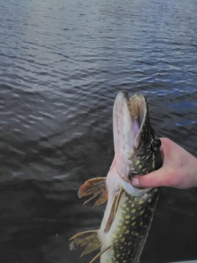 Northern Pike, 1.3 kg