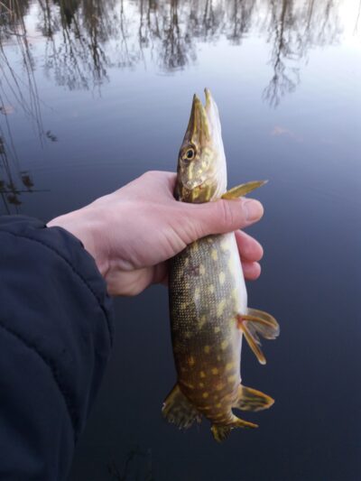 Northern Pike — Pagryžuvio
