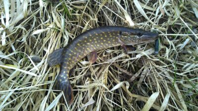 Northern Pike — Dovydiškių