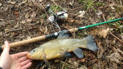 Tench, 1.0 kg — Aukštadvario HE