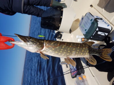 Northern Pike
