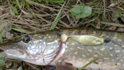 Northern Pike, 1.9 kg — Šventoji