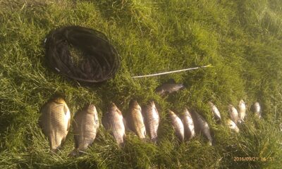Prussian carp ×14