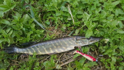 Northern Pike