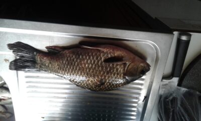 Crucian carp, 0.7 kg — Danė
