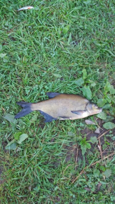 Carp bream, 2.5 kg