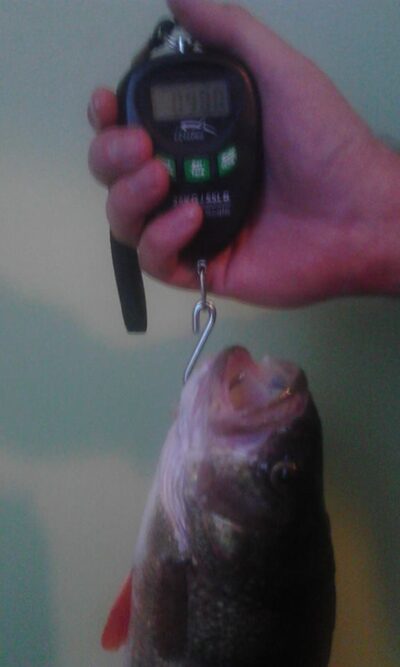 Eurasian perch, 1.0 kg — Čičirys
