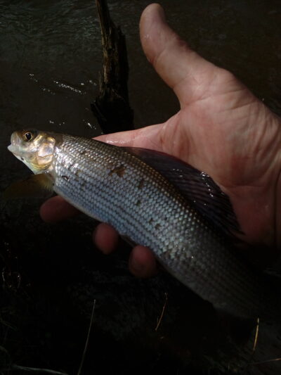 Grayling