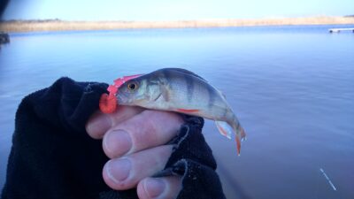 Eurasian perch — Dreverna
