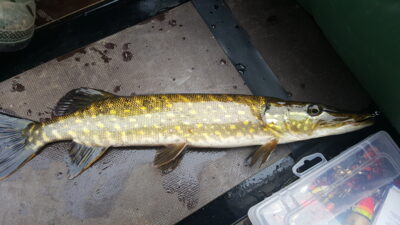 Northern Pike
