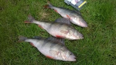 Eurasian perch ×3 — Smeltalė