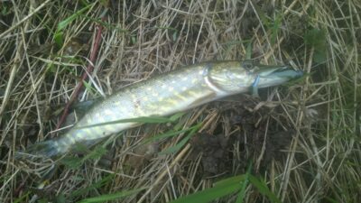 Northern Pike ×2 — Šventoji