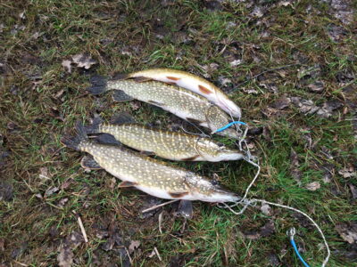 Northern Pike, 3.0 kg