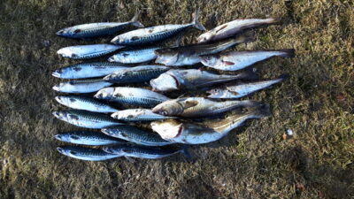 Mackerel ×14