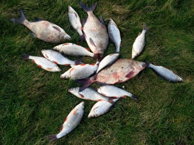Carp bream ×3