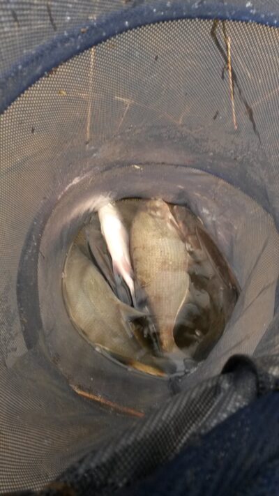 Carp bream ×10 — ATMATA