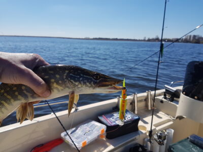Northern Pike