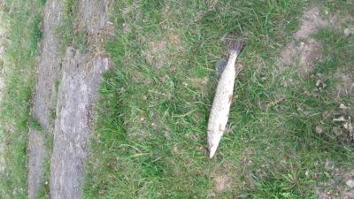 Northern Pike, 1.6 kg — Arimaičių