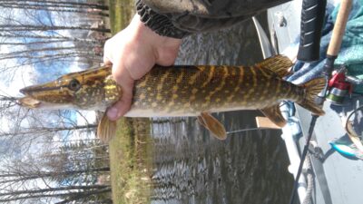 Northern Pike, 0.9 kg — Gondingos HE