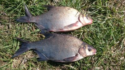 Carp bream ×2 — Neman River