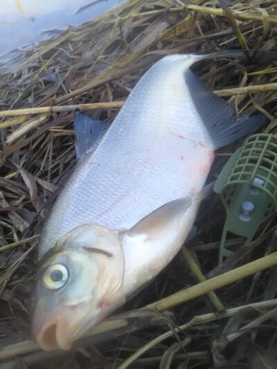 Carp bream — Kriauna