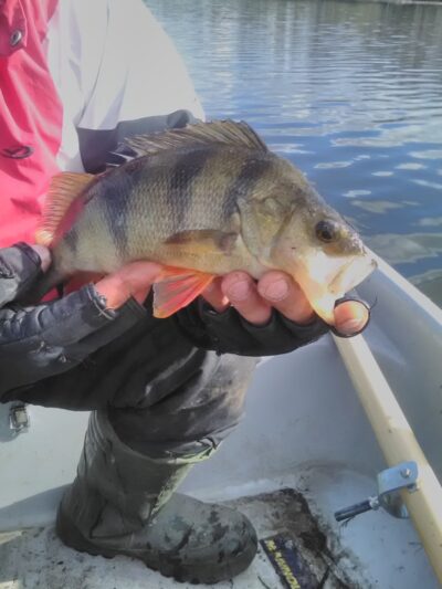 Eurasian perch, 0.4 kg