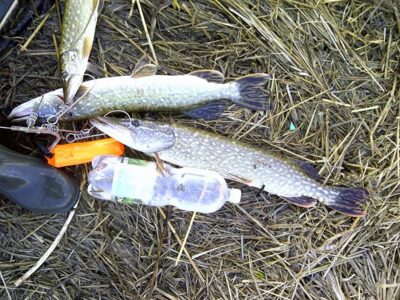 Northern Pike ×3 — Reketijos