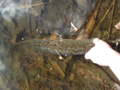 Northern Pike — Gulbinas
