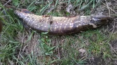 Northern Pike, 1.2 kg